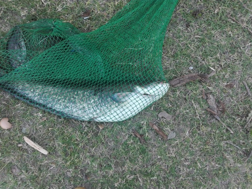 Hoinareala si pescuit pe bratul Chilia: O experiență pe Dunăre ce nu poate fi uitată 1 Hoinareala si pescuit pe bratul Chilia