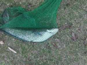 Hoinareala si pescuit pe bratul Chilia