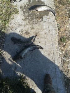 img_20190623_082945_20190706_101129097