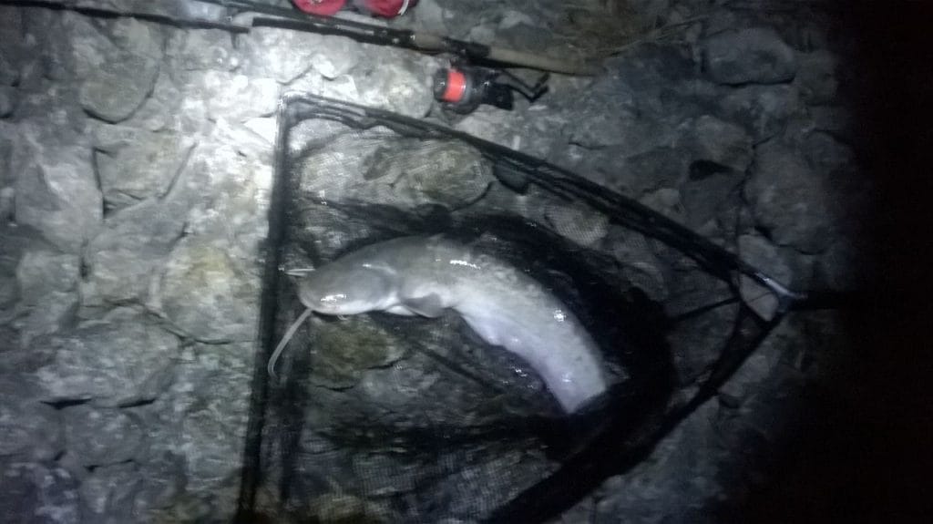 Pescuit la somn pe canalul Navodari