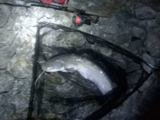Pescuit la somn pe canalul Navodari Pescuit la somn pe canalul Navodari