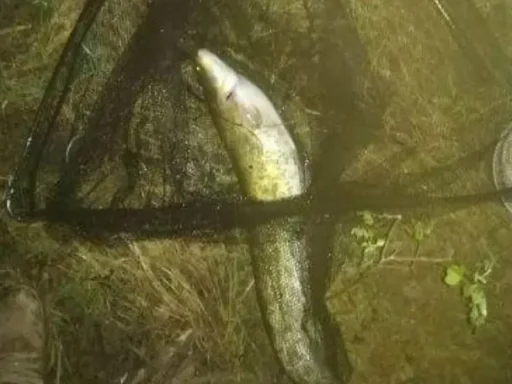 Pescuit la "Cotul Dracului" – Aventura pe Bratul Borcea