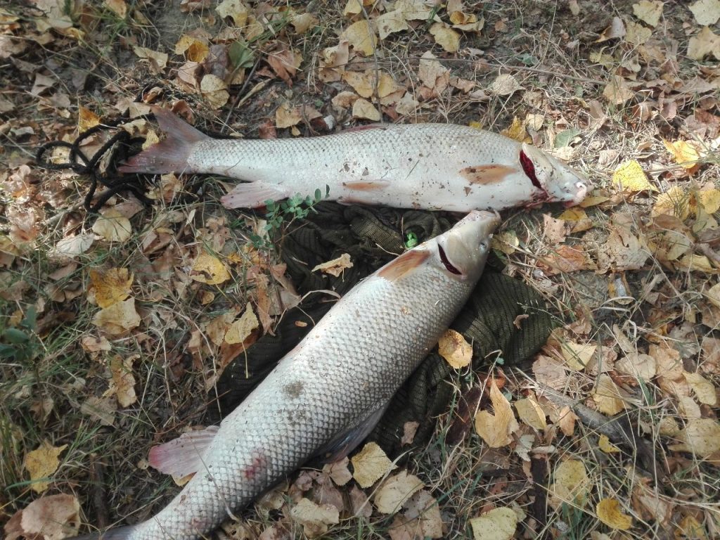 Pescuim la crap si prindem Mreana pe Bratul Borcea