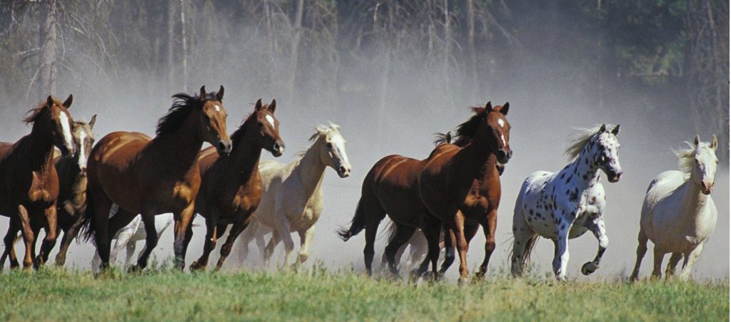 De ce să vizitezi Delta Dunării? Aventură, Pescuit și Relaxare 3 De ce ai face o iesire in Delta Dunarii?
