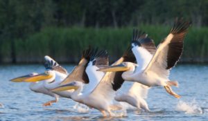 News: Ion Munteanu, guvernator al Rezervației Biosferei Delta Dunarii