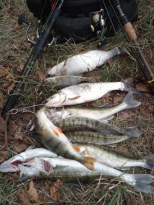 pescuit pe dunare la salau