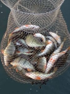 Pescuit de Biban si Morunas la Apa Calda si Bac Cernavoda