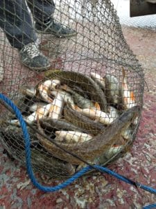 75266246_468604760427665_8854168925739417600_n