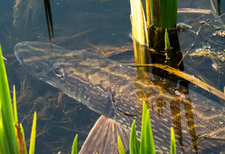 În Căutarea Cumetrei cu Dinți: Aventură la Pescuitul Știucii în Iarnă