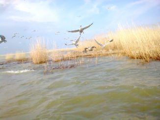 Limanul, Lacul Sinoe Limanul, Lacul Sinoe