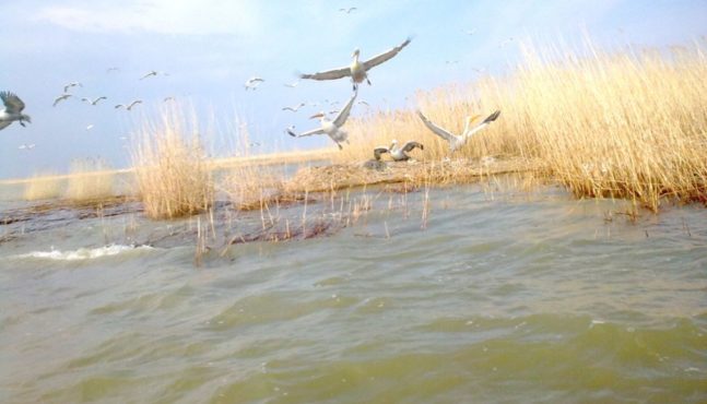 Limanul, Lacul Sinoe