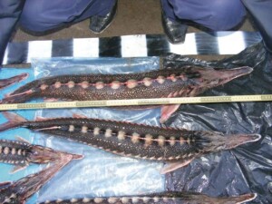 Ordonanta militara nr.8 a pus azi pe jar toata suflarea pescareasca