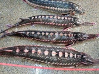 Fauna Dunarii, distrusa. Sturionii fara scapare din cauza braconajului Fauna Dunarii, distrusa. Sturionii fara scapare din cauza braconajului