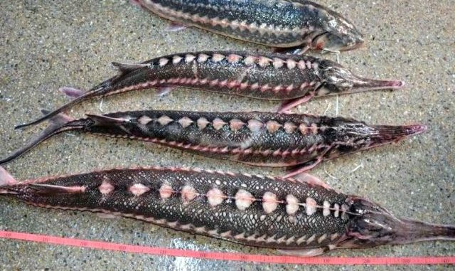 Fauna Dunarii, distrusa. Sturionii fara scapare din cauza braconajului Fauna Dunarii, distrusa. Sturionii fara scapare din cauza braconajului