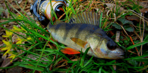 Pescuit la Canalul 2 Sinoe, prima bibaneala in 2021