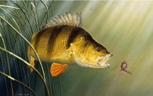 Bibanul: Ghid Complet Despre Specie, Habitat și Pescuit