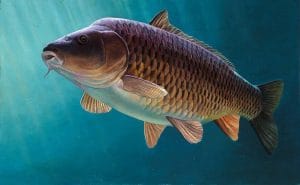 crap-despre-crapul-salbatic