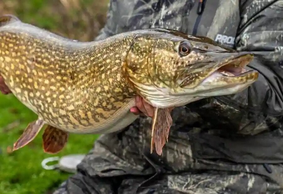 Cu ce naluci pescuim la stiuca? 6 Cu ce naluci pescuim la stiuca?