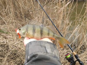 Povestea Bibanului de 25 cm