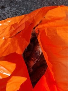 o-partida-de-pescuit-guvizi-la-marea-neagra