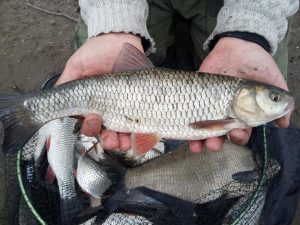 Pescuit la feeder pe batranul Nistru