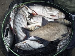 Platica feeder nistru