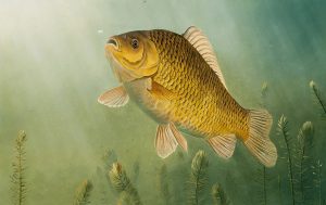 Carasul, descriere, raspandire - Totul despre Caras