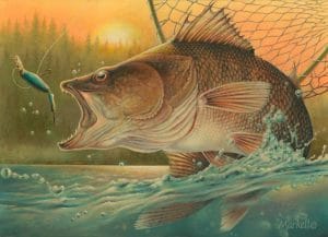 Șalăul, descriere, raspandire - Totul despre Șalău 1 Șalăul, descriere, raspandire - Totul despre Șalău