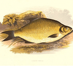 Plătică, descriere, raspandire – Cum pescuim Platica
