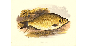 Plătică, descriere, raspandire – Cum pescuim Platica?