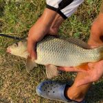 Ciortan pe canalul din sulina