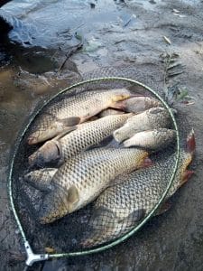 pescuit-la-crap-in-moldova-pe-nistru-speia-5-august