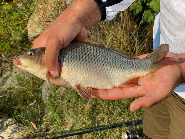 Pescuit la Feeder pe Canalul din Sulina – O Partidă Suprinzătoare în Delta Dunării 6 Pescuit la feeder pe canalul din Sulina