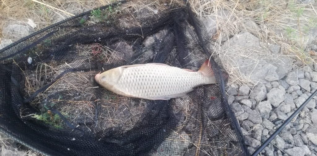 Pescuit la crap pe bratul Sulina Maliuc - Gorgova – Ghid Practic 9 Pescuit la crap pe bratul Sulina Maliuc - Gorgova