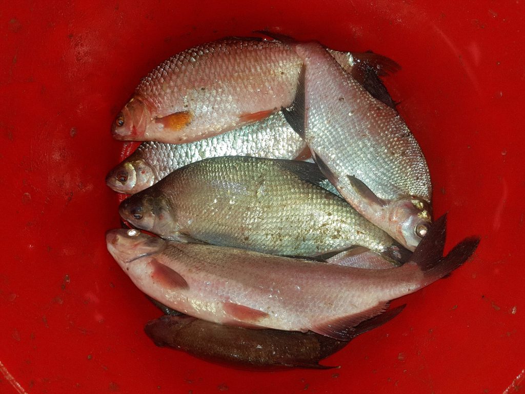 Pescuit la feeder in zona Cochirleni