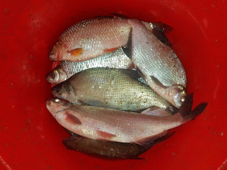 Pescuit la feeder în zona Cochirleni – Ghid complet 2025 7 Pescuit la feeder in zona Cochirleni