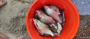 Pescuit la feeder pe dunare, zona Giurgiu