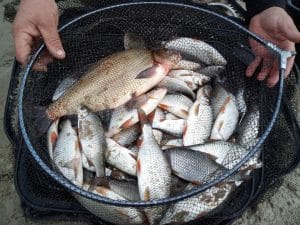 Babușca batranului Nistru plaja Criuleni