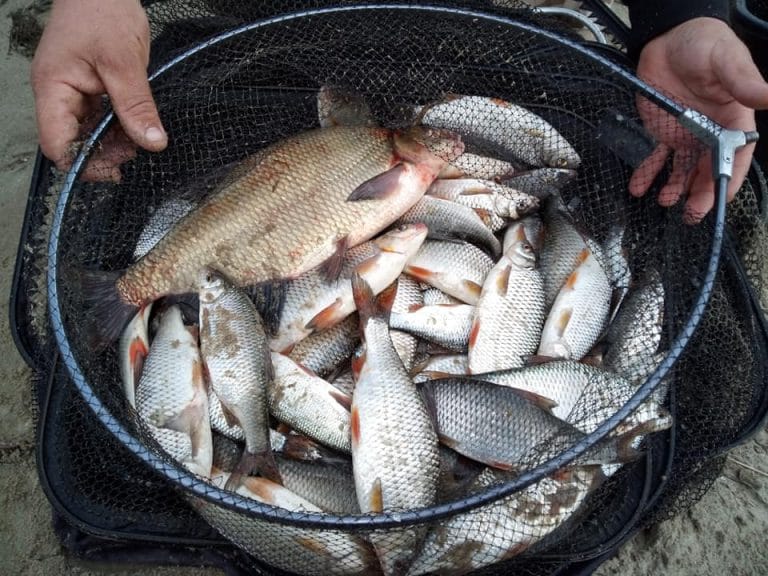 Babușca batranului Nistru plaja Criuleni 5 Babușca batranului Nistru plaja Criuleni