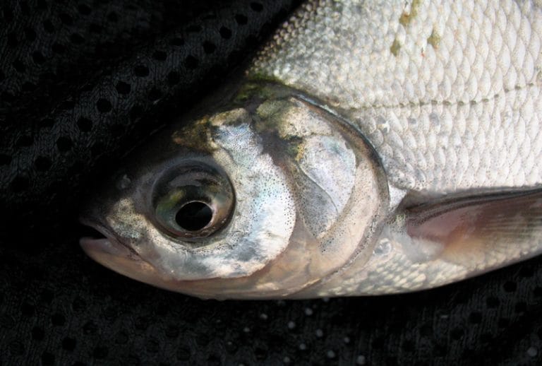 Cosacul – Totul despre Cosac