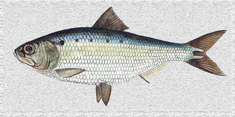 Rizeafca – Totul despre Rizeafcă , Peștele Mic, dar Important al Apelor Dulci! 4 Rizeafca – Totul despre Rizeafcă