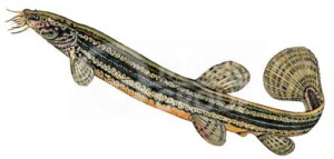 Țiparul – Totul despre Țipar