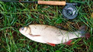 Văduviță - Totul despre Văduviță