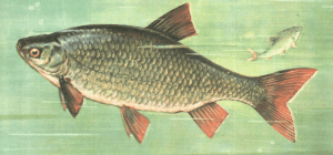 Roșioara – Totul despre Rosioara