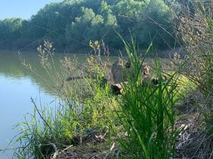 Alegerea locului de pescuit la crap pe Dunare