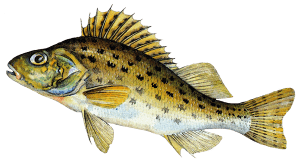 Ghiborțul - Totul despre Ghiborț