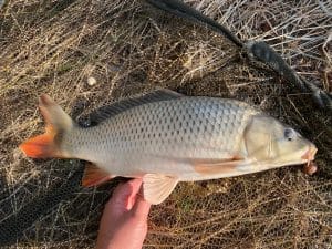 Pescuit pe Canalul Tataru, Chilia, Delta Dunarii