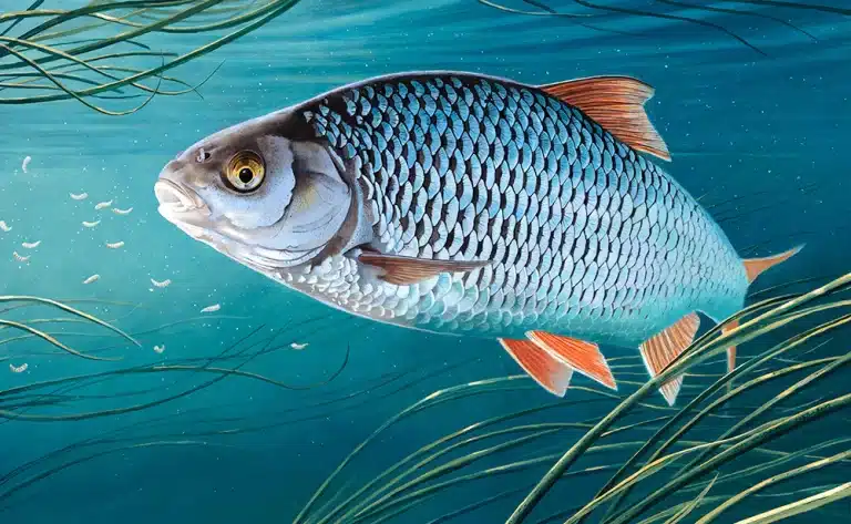 Babușca: Biologie, Habitat și Importanță Ecologică 7 Babușca - Totul despre Babușcă