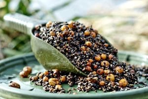 Semințe si ulei de cânepă, super nada pentru crapi