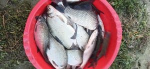 pescuit-la-method-feeder-pe-dunare